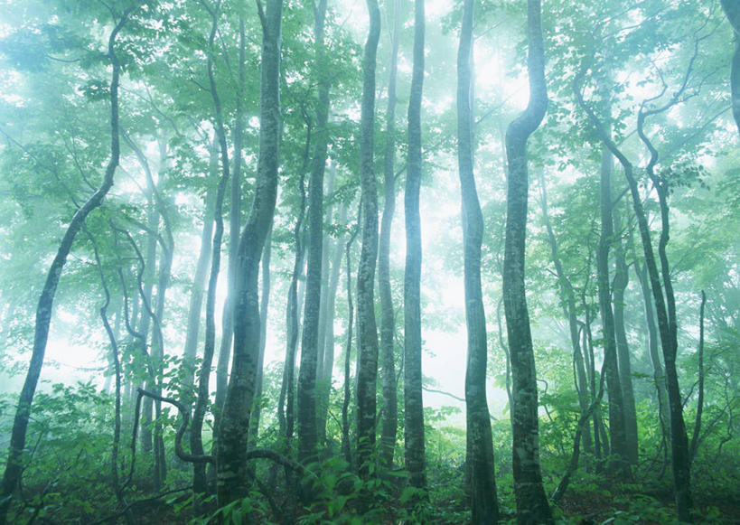 无人,横图,室外,白天,正面,旅游,度假,美景,树林,植物,雾,叶子,日本,亚洲,朦胧,模糊,景观,绿叶,枝条,娱乐,树,树木,树枝,绿色,自然,享受,休闲,嫩叶,景色,放松,生长,成长,迷雾,自然风光,东亚,山毛榉,本州,本州岛,日本国,东北地方,福岛,福岛县,麻栎金刚,山毛榉树,虬枝,枝杈,叶,叶片,大雾,彩图,北盐原村,耶麻郡