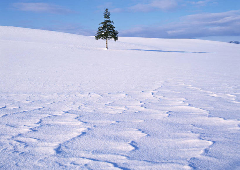 无人,横图,室外,白天,正面,旅游,度假,美景,雪,植物,大雪,北海道,日本,亚洲,阴影,光线,影子,积雪,景观,雪景,云,云朵,冬季,冬天,云彩,娱乐,树,树木,蓝色,绿色,白云,蓝天,天空,阳光,自然,天,享受,休闲,景色,放松,寒冷,生长,晴朗,成长,自然风光,东亚,日本国,北海道地方,北海道岛,美瑛町,严寒,美瑛,道北,晴空,彩图,上川郡,上川支厅
