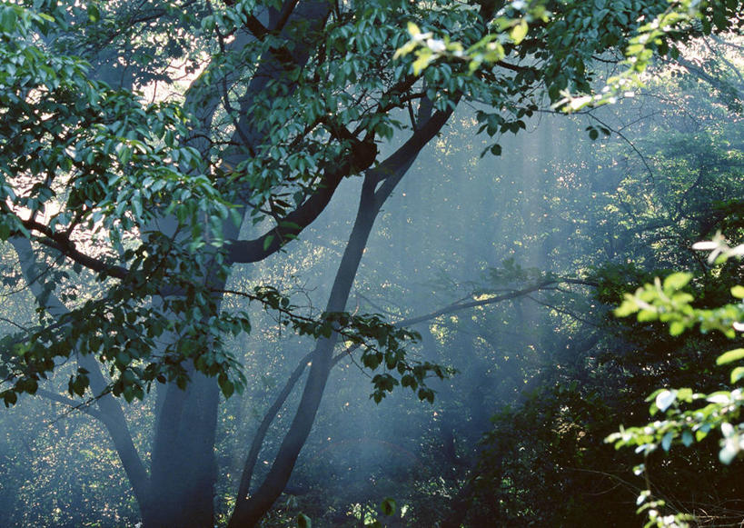 无人,横图,室外,白天,正面,旅游,度假,安全,美景,森林,树林,植物,叶子,东京,日本,亚洲,阴影,平静,光线,影子,景观,绿叶,娱乐,树,树木,绿色,阳光,自然,享受,休闲,嫩叶,景色,放松,生长,成长,宁静,自然风光,和平,安详,东亚,本州,关东地方,本州岛,日本国,东京都,太平,安适,安好,宁靖,叶,叶片,彩图