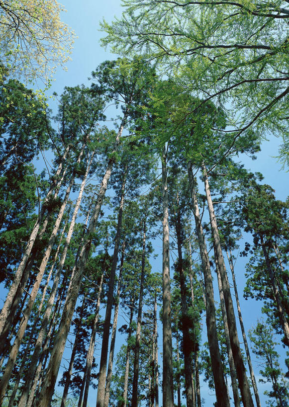 无人,竖图,室外,白天,仰视,旅游,度假,安全,美景,森林,树林,植物,叶子,北海道,日本,亚洲,阴影,平静,光线,影子,景观,绿叶,娱乐,树,树木,蓝色,绿色,蓝天,天空,阳光,自然,天,享受,休闲,嫩叶,景色,放松,生长,晴朗,成长,宁静,自然风光,和平,安详,东亚,万里无云,日本国,北海道地方,北海道岛,太平,安适,安好,宁靖,叶,叶片,晴空,晴空万里,彩图,低角度拍摄