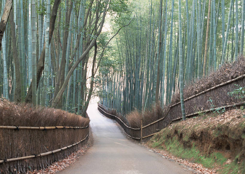 无人,横图,室外,白天,正面,旅游,度假,纯洁,美景,道路,路,竹子,京都,日本,亚洲,墙,景观,竹林,小路,交通,娱乐,墙壁,墙面,自然,享受,休闲,景色,放松,京都府,高雅,自然风光,东亚,本州,本州岛,日本国,近畿地方,近畿,奉献,质朴,正直,担当,竹,彩图,奋进,操守,四君子,岁寒三友,性坚,虚怀,虚心,善群,卓尔