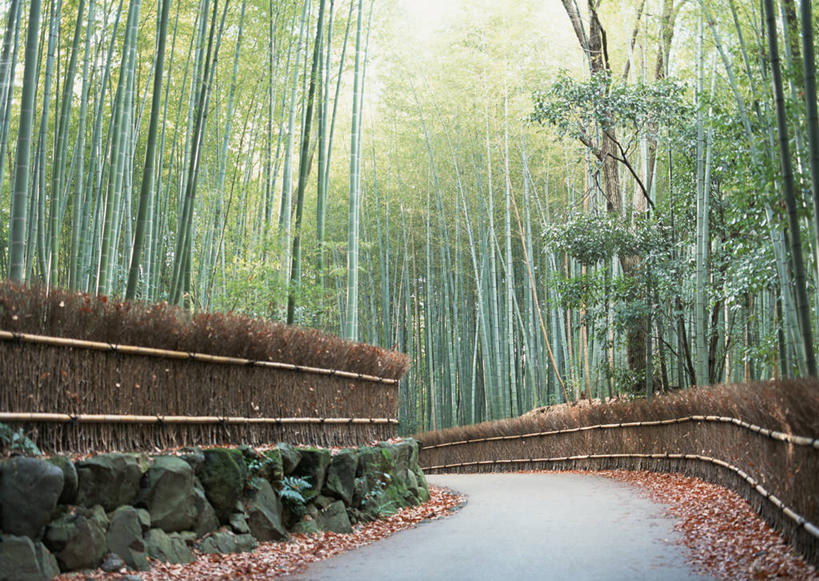 无人,横图,室外,白天,正面,旅游,度假,纯洁,美景,道路,路,竹子,京都,日本,亚洲,阴影,弯曲,光线,影子,景观,竹林,小路,交通,娱乐,阳光,自然,享受,休闲,景色,放松,蜿蜒,京都府,高雅,自然风光,东亚,本州,本州岛,日本国,近畿地方,近畿,奉献,质朴,正直,担当,竹,彩图,奋进,操守,四君子,岁寒三友,性坚,虚怀,虚心,善群,卓尔