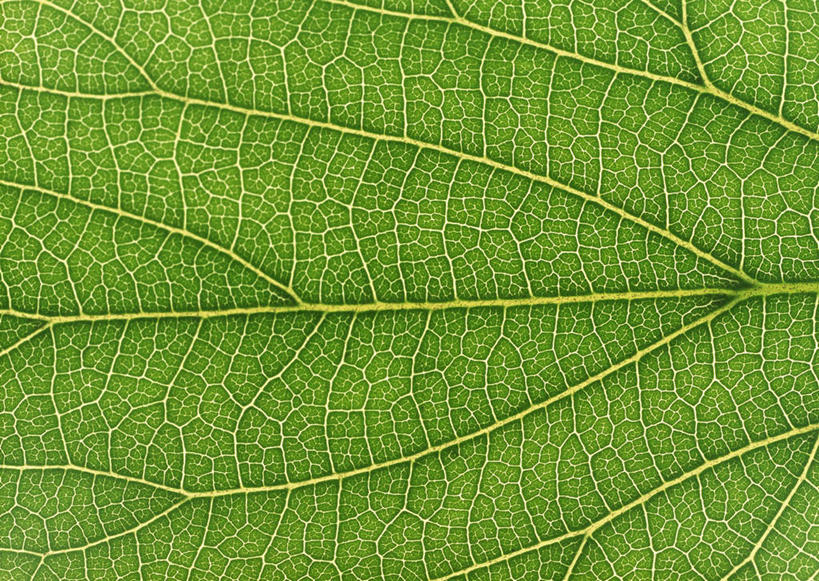 无人,横图,室内,特写,白天,正面,植物,叶子,一片,新鲜,纹理,绿叶,绿色,嫩叶,青春,生命,和平,安详,荨麻,肌理,冷色,防盗草,无情草,咬人草,咬人猫,叶,叶片,叶脉,彩图