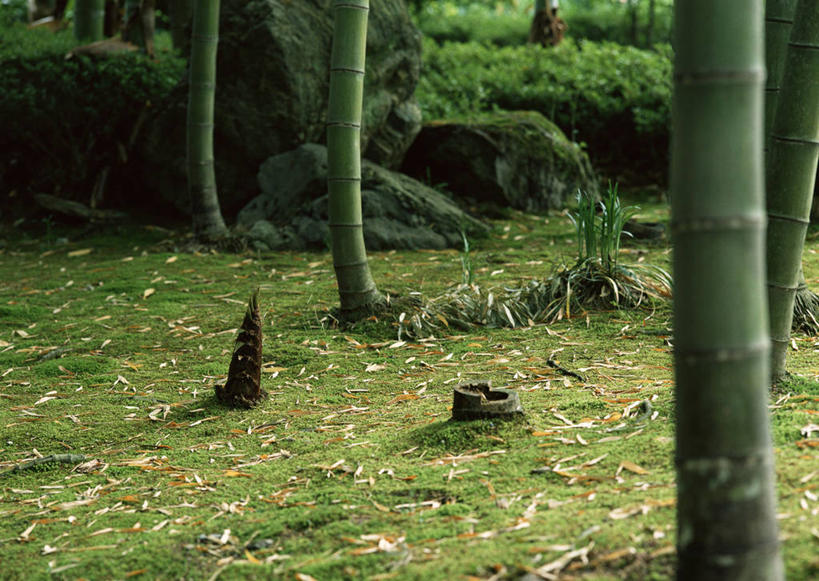 无人,横图,室外,白天,正面,旅游,度假,纯洁,美景,植物,竹子,叶子,京都,日本,亚洲,纹理,景观,竹林,竹笋,枯叶,绿叶,落叶,娱乐,笋,绿色,自然,享受,休闲,嫩叶,景色,放松,京都府,高雅,自然风光,东亚,本州,肌理,本州岛,日本国,近畿地方,近畿,奉献,质朴,正直,担当,岚山,叶,叶片,叶脉,竹,彩图,奋进,操守,四君子,岁寒三友,性坚,虚怀,虚心,善群,卓尔