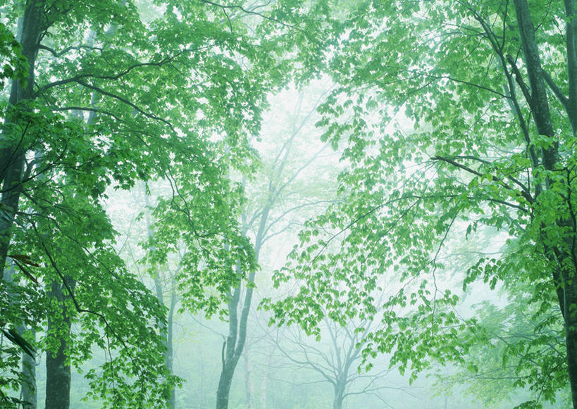 无人,横图,室外,白天,仰视,旅游,度假,美景,森林,树林,植物,雾,日本,亚洲,阴影,朦胧,模糊,光线,影子,景观,娱乐,树,树木,绿色,阳光,自然,享受,休闲,景色,放松,生长,成长,迷雾,自然风光,东亚,山毛榉,本州,本州岛,日本国,东北地方,福岛,福岛县,麻栎金刚,山毛榉树,大雾,彩图,低角度拍摄,北盐原村,耶麻郡