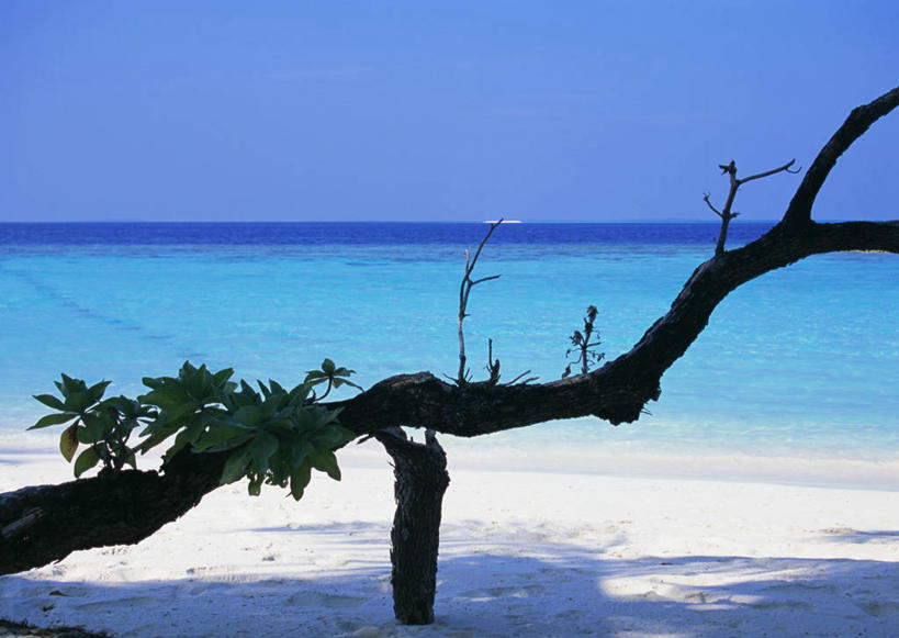 无人,横图,室外,白天,正面,旅游,度假,海浪,海洋,美景,沙滩,植物,棕榈树,叶子,马尔代夫,亚洲,阴影,光线,沙子,影子,海岸,景观,浪花,水平线,辽阔,绿叶,海平线,沙地,娱乐,树,树木,蓝色,绿色,蓝天,天空,阳光,自然,海水,天,享受,休闲,广阔,嫩叶,景色,放松,生长,晴朗,成长,一望无际,自然风光,南亚,海景,棕榈叶,万里无云,马尔代夫共和国,无边无际,一马平川,叶,叶片,大海,风浪,海,海水的波动,海滩,近岸浪,涌浪,晴空,晴空万里,彩图,索尼娃姬莉酒店,水天相接,水天一线