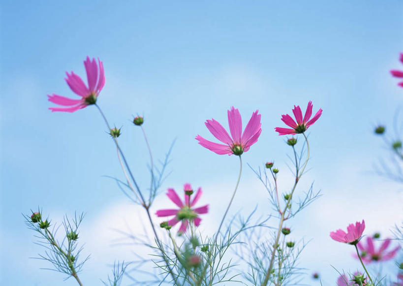 无人,横图,室外,特写,白天,仰视,自由,幸福,花海,花圃,美景,植物,叶子,阴影,盛开,光线,影子,景观,云,云朵,波斯菊,花蕾,云彩,花,花瓣,花朵,花卉,鲜花,蓝色,绿色,白云,蓝天,天空,阳光,自然,花丛,花束,花田,天,花苞,花蕊,清洁,菊花,景色,大波斯菊,晴朗,吉祥,自然风光,高洁,秋英,格桑花,秋樱,扫帚梅,八瓣梅,初恋,多情,晴空,彩图,低角度拍摄,时光