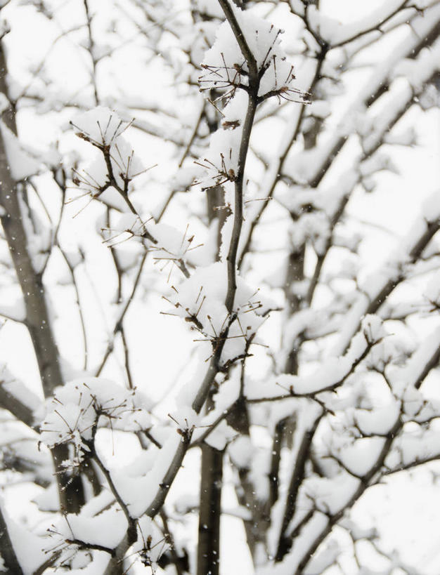 无人,竖图,室外,特写,白天,正面,美景,雪,植物,大雪,城市,纽约,美国,朦胧,模糊,积雪,景观,雪景,冬季,冬天,曼哈顿,枝条,树,树木,树枝,自然,景色,寒冷,北美,北美洲,自然风光,美洲,纽约州,帝国之州,帝国州,北亚美利加洲,亚美利加洲,严寒,威廉斯堡,虬枝,枝杈,布鲁克林,布鲁克林区,彩图,曼哈顿岛