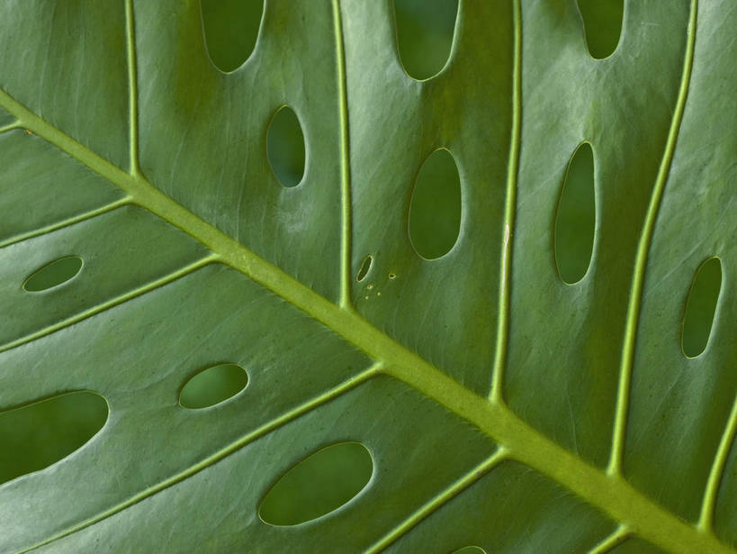 无人,横图,室外,特写,白天,正面,叶子,阴影,反射,影子,洞,绿叶,嫩叶,洞穴,穴,叶,叶片,彩图