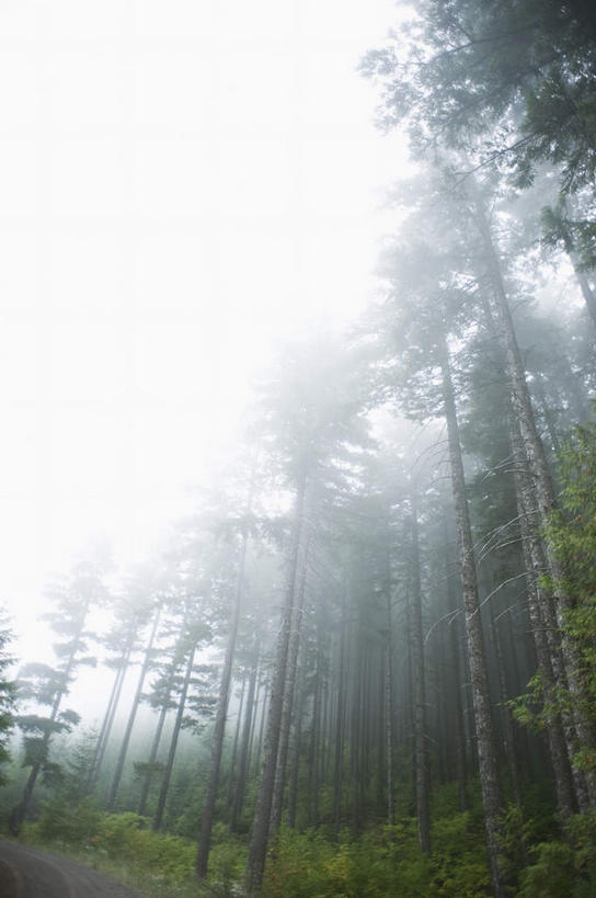 无人,竖图,室外,白天,仰视,旅游,度假,草地,草坪,美景,山,山脉,树林,峡谷,植物,雾,美国,朦胧,模糊,景观,山峰,山峦,娱乐,草,树,树木,绿色,天空,自然,群山,天,享受,休闲,景色,放松,生长,成长,迷雾,北美,北美洲,自然风光,美洲,俄勒冈州,胡德河峡谷,俄勒冈,北亚美利加洲,亚美利加洲,落日之州,水獭之州,海狸州,胡得山,大雾,彩图,低角度拍摄