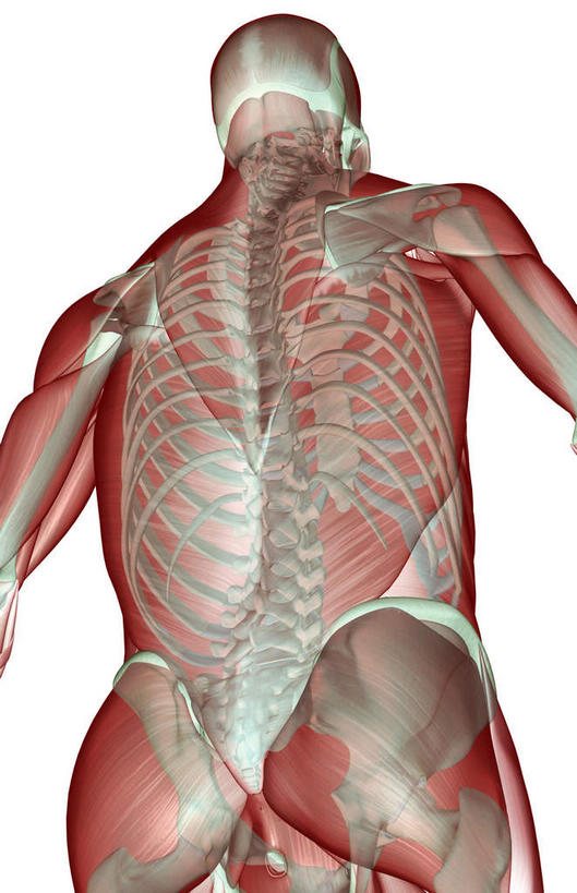 颅骨,骨骼,肋骨,骨盆,肌肉,健壮,无人,竖图,插画,室内,白天,白色背景,正面,数码,科技,静物,阴影,网络,医学,骨头,高光,几何,计算机图形,合成,图画,画,健康,活力,力量,人体,青春,电脑合成图,数码合成图,骨架,生物学,强壮,手骨,盆骨,漫画,生理学,写实,具体,具象,肱骨,头盖骨,彩图