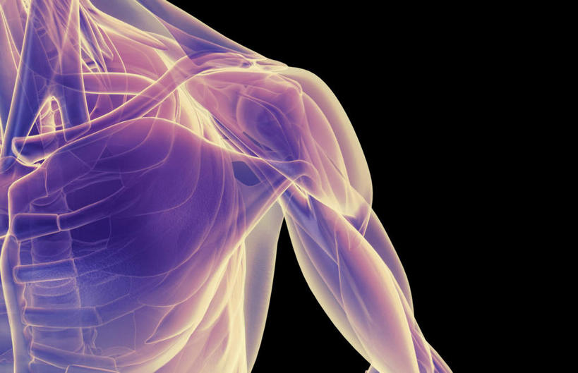 肩关节,肌肉,健壮,无人,横图,插画,室内,白天,正面,数码,科技,静物,阴影,黑色背景,局部,网络,医学,线条,高光,几何,计算机图形,合成,图画,画,健康,活力,力量,人体,轮廓,青春,电脑合成图,数码合成图,生物学,强壮,胸肌,漫画,生理学,写实,具体,具象,三角肌,彩图