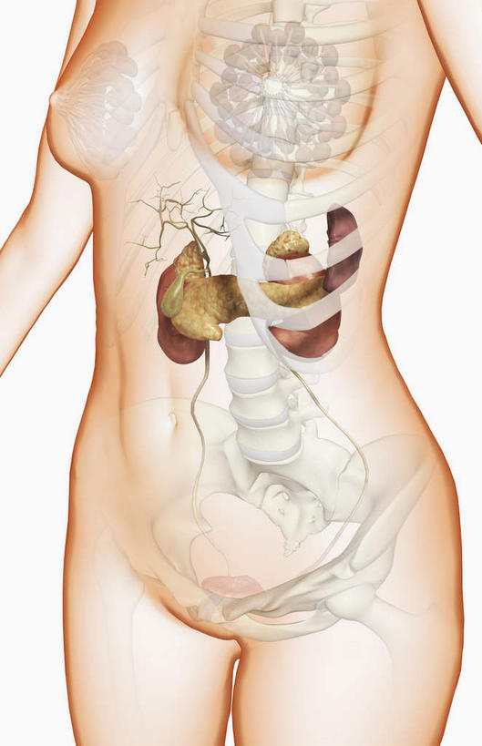 胰腺,肾脏,脊髓,胆囊,无人,竖图,插画,室内,特写,白天,白色背景,正面,数码,科技,静物,阴影,网络,医学,高光,几何,计算机图形,合成,图画,画,人体,电脑合成图,数码合成图,生物学,漫画,输尿管,生理学,写实,具体,具象,肾上腺,胆,胆管,胰管,女性,脊柱,肾,彩图