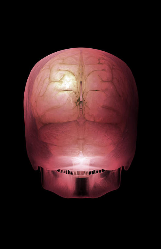 动脉,静脉,骨骼,无人,竖图,插画,x光片,室内,特写,白天,正面,数码,科技,静物,大脑,阴影,黑色背景,发光,辐射,科学,网络,医学,骨头,高光,几何,计算机图形,合成,图画,画,红色,模型,人体,电脑合成图,数码合成图,骨架,医疗,生物学,科学技术,x射线,器官,沟壑,x光,漫画,小脑,脑干,生理学,写实,具体,具象,大脑皮层,端脑,沟,灰质,回,间脑,枕叶,半身,彩图,电磁波,电磁辐射