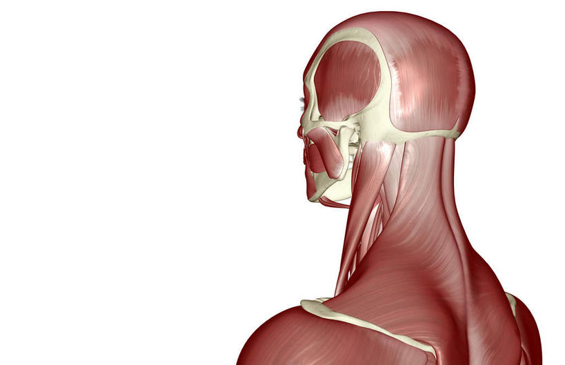 脖子,动脉,静脉,骨骼,肌肉,健壮,无人,横图,插画,室内,特写,白天,白色背景,正面,数码,科技,静物,阴影,网络,医学,骨头,高光,几何,计算机图形,合成,图画,画,模型,健康,活力,力量,人体,青春,电脑合成图,数码合成图,骨架,生物学,强壮,漫画,生理学,写实,具体,具象,胸锁乳突肌,脖,颈,颈部,半身,彩图
