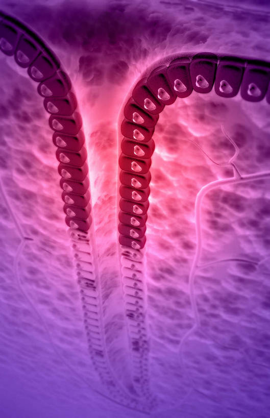 腹部,内脏,胃,无人,竖图,插画,室内,特写,白天,正面,数码,科技,静物,阴影,黑色背景,网络,医学,细胞,高光,几何,计算机图形,合成,图画,画,红色,紫色,模型,人体,电脑合成图,数码合成图,生物学,人体器官,器官,漫画,生理学,写实,具体,具象,胃小凹,胃部,彩图