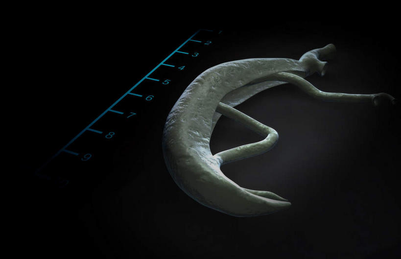 无人,横图,插画,室内,特写,白天,正面,数码,科技,静物,阴影,网络,医学,标志,数字,文字,细胞,字符,高光,几何,计算机图形,合成,图画,标识,画,人体,阿拉伯数字,电脑合成图,数码合成图,生物学,漫画,生理学,写实,具体,具象,寄生虫,血吸虫,彩图