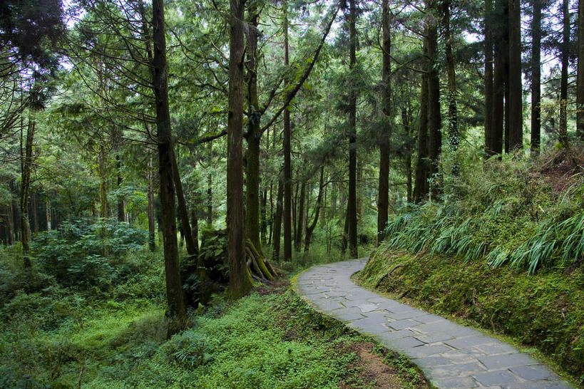 无人,植物园,横图,室外,白天,正面,旅游,度假,草地,草坪,美景,植物,道路,路,台湾,中国,亚洲,阴影,曲折,弯曲,研究,反射,影子,景观,小路,交通,教育,娱乐,草,树,树木,绿色,自然,享受,休闲,景色,放松,蜿蜒,生长,成长,展览,调查,保存,欣赏,自然风光,采集,陈列,东亚,嘉义,阿里山国家风景区,阿里山,港澳台,中华人民共和国,台湾省,嘉义市,鉴定,典藏,彩图,台