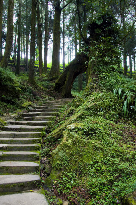 无人,竖图,室外,白天,正面,旅游,度假,草地,草坪,美景,树林,植物,楼梯,台湾,中国,亚洲,阴影,光线,影子,阶梯,景观,青苔,苔藓,娱乐,台阶,草,树,树木,绿色,阳光,自然,享受,休闲,景色,放松,生长,成长,自然风光,东亚,嘉义,阿里山国家风景区,阿里山,港澳台,中华人民共和国,台湾省,嘉义市,彩图,台