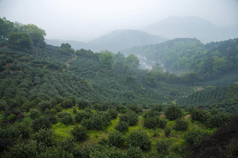 无人,横图,室外,白天,正面,旅游,度假,幸福,美景,森林,山,山脉,树林,植物,雾,茶,中国,亚洲,朦胧,模糊,景观,山峰,茶叶,山峦,娱乐,茶园,浙江,树,树木,浙江省,绿色,自然,群山,享受,休闲,温馨,景色,放松,乐趣,生长,成长,杭州,龙井村,迷雾,提神,舒适,自然风光,醒脑,茶场,东亚,杭州市,中华人民共和国,华东地区,省会,浙,西湖区,大雾,彩图