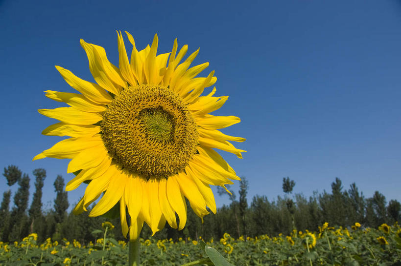 无人,农田,横图,室外,白天,仰视,爱情,幸福,庄稼,农作物,花海,花圃,美景,太阳,植物,向日葵,叶子,阴影,盛开,光线,影子,景观,绿叶,花蕾,花,花瓣,花朵,花卉,鲜花,树,树木,蓝色,绿色,蓝天,天空,阳光,自然,花丛,花束,花田,天,花苞,花蕊,嫩叶,景色,生长,晴朗,成长,自然风光,光辉,沉默,忠诚,万里无云,勇敢,投缘,爱慕,高傲,朝阳花,葵花,望日莲,向阳花,转日莲,叶,叶片,晴空,晴空万里,彩图,低角度拍摄,耕地,庄稼田,向日葵田