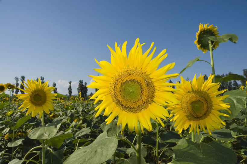 无人,农田,横图,室外,白天,正面,爱情,幸福,庄稼,农作物,花海,花圃,美景,太阳,植物,向日葵,叶子,阴影,盛开,光线,影子,景观,绿叶,花蕾,花,花瓣,花朵,花卉,鲜花,树,树木,蓝色,绿色,蓝天,天空,阳光,自然,花丛,花束,花田,天,花苞,花蕊,嫩叶,景色,生长,晴朗,成长,自然风光,光辉,沉默,忠诚,万里无云,勇敢,投缘,爱慕,高傲,朝阳花,葵花,望日莲,向阳花,转日莲,叶,叶片,晴空,晴空万里,彩图,耕地,庄稼田,向日葵田