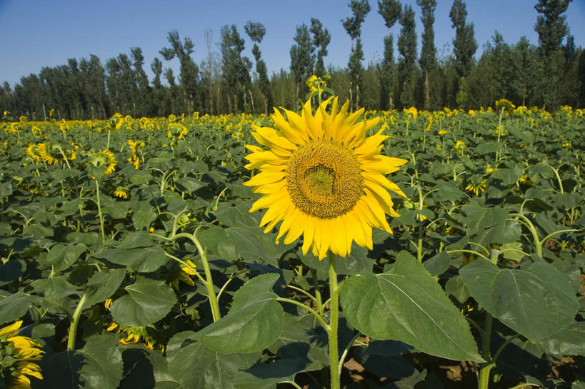 无人,农田,横图,室外,白天,正面,爱情,旅游,度假,幸福,庄稼,农作物,花海,花圃,美景,太阳,植物,向日葵,叶子,阴影,盛开,光线,影子,景观,绿叶,花蕾,娱乐,花,花瓣,花朵,花卉,鲜花,树,树木,蓝色,绿色,蓝天,天空,阳光,自然,花丛,花束,花田,天,花苞,花蕊,享受,休闲,嫩叶,景色,放松,生长,晴朗,成长,自然风光,光辉,沉默,忠诚,万里无云,勇敢,投缘,爱慕,高傲,朝阳花,葵花,望日莲,向阳花,转日莲,叶,叶片,晴空,晴空万里,彩图,耕地,庄稼田,向日葵田