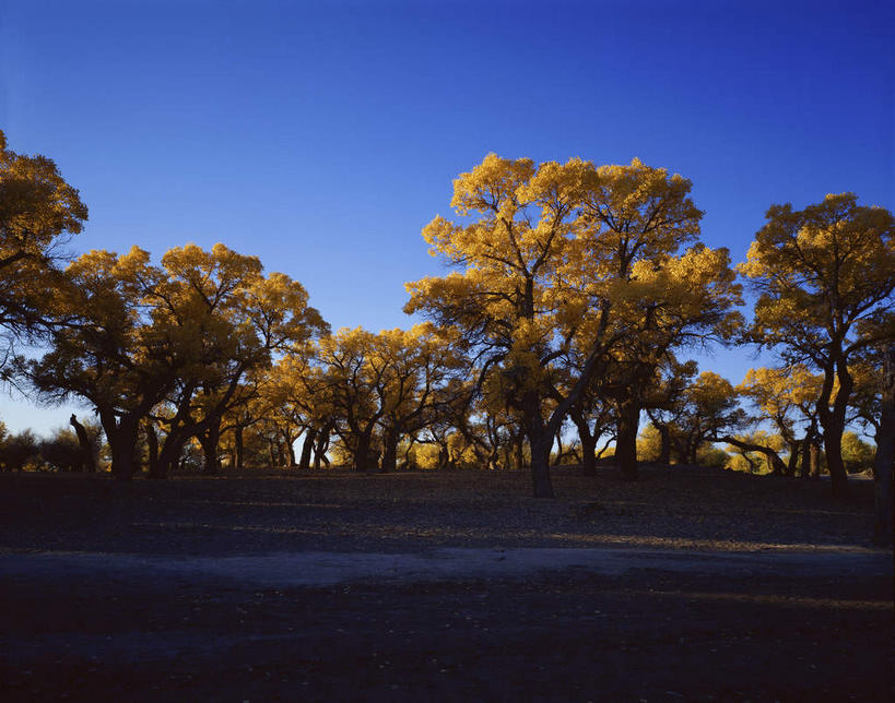 无人,横图,室外,白天,仰视,旅游,度假,美景,森林,沙漠,树林,植物,中国,亚洲,阴影,光线,影子,景观,娱乐,树,树木,黄色,蓝色,绿色,蓝天,天空,阳光,自然,天,享受,休闲,景色,放松,蒙,生长,晴朗,成长,杨树,自然风光,东亚,内蒙古,胡杨,万里无云,中华人民共和国,华北地区,内蒙古自治区,阿拉善,阿拉善盟,大漠,砂漠,晴空,晴空万里,彩图,低角度拍摄,额济纳,额济纳旗,额济纳胡杨林
