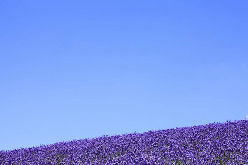 无人,横图,室外,白天,正面,爱情,旅游,度假,花海,花圃,美景,植物,叶子,北海道,日本,亚洲,阴影,盛开,光线,影子,地平线,景观,辽阔,地面,浪漫,花蕾,娱乐,花,花瓣,花朵,花卉,鲜花,蓝色,绿色,紫色,蓝天,天空,阳光,自然,香草,花丛,花束,花田,天,花苞,花蕊,薰衣草,享受,休闲,广阔,景色,放松,晴朗,一望无际,自然风光,延伸,呼吸,东亚,万里无云,日本国,天地相交,北海道地方,北海道岛,富良野,灵香草,黄香草,奇迹,道北,富良野市,无边无际,一马平川,晴空,晴空万里,彩图,上川支厅