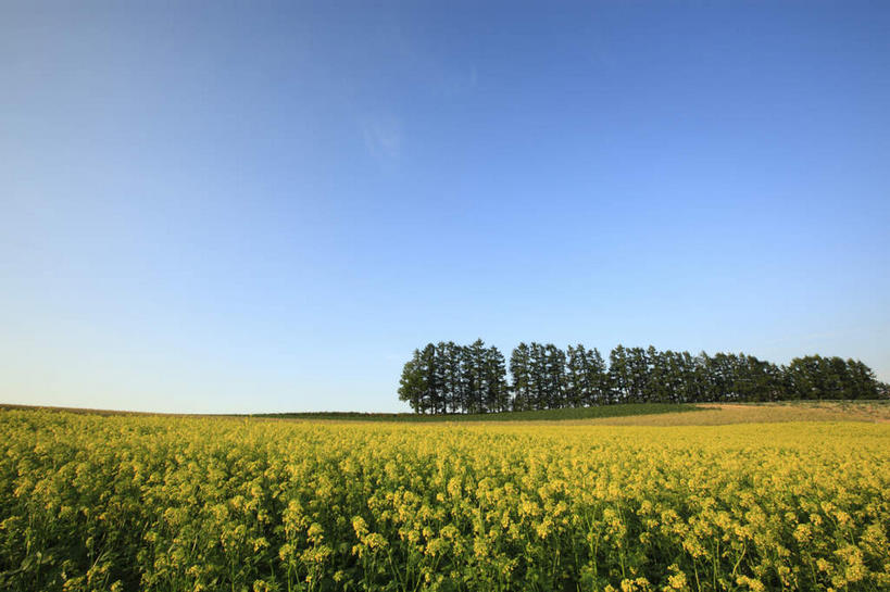 无人,横图,室外,白天,正面,旅游,度假,美景,树林,植物,北海道,日本,亚洲,盛开,景观,花蕾,娱乐,花,花瓣,花朵,鲜花,树,树木,黄色,蓝色,绿色,蓝天,天空,自然,天,花苞,花蕊,油菜花,享受,休闲,景色,放松,生长,晴朗,成长,自然风光,东亚,万里无云,日本国,北海道地方,北海道岛,美瑛町,美瑛,晴空,晴空万里,彩图,芸苔,芸薹