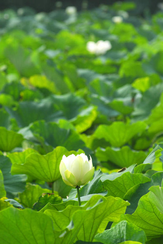 无人,竖图,室外,特写,白天,正面,旅游,度假,纯洁,美景,植物,莲花,叶子,神奈川,日本,亚洲,朦胧,模糊,盛开,景观,绿叶,神奈川县,娱乐,花,花瓣,花朵,花卉,鲜花,一朵,绿色,自然,花蕊,享受,休闲,嫩叶,景色,放松,富贵,神圣,自然风光,东亚,纯净,本州,关东地方,本州岛,日本国,六月花神,正直,荷花,六月春,藕花,水芙蓉,叶,叶片,彩图
