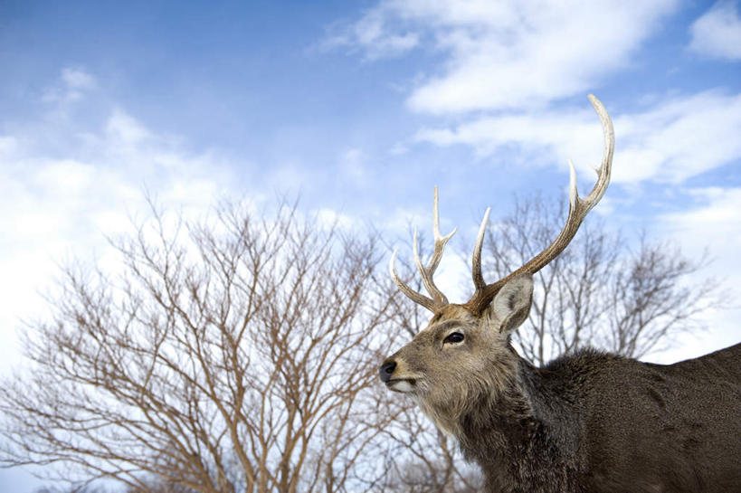 无人,站,横图,室外,白天,仰视,旅游,度假,美景,雪,植物,大雪,野生动物,北海道,日本,亚洲,积雪,景观,雪景,云,云朵,冬季,冬天,云彩,娱乐,树,树木,一只,蓝色,绿色,白云,蓝天,天空,自然,动物,天,站着,享受,休闲,景色,放松,寒冷,可爱,活泼,生长,晴朗,成长,自然风光,东亚,日本国,北海道地方,北海道岛,严寒,晴空,梅花鹿,站立,半身,彩图,低角度拍摄