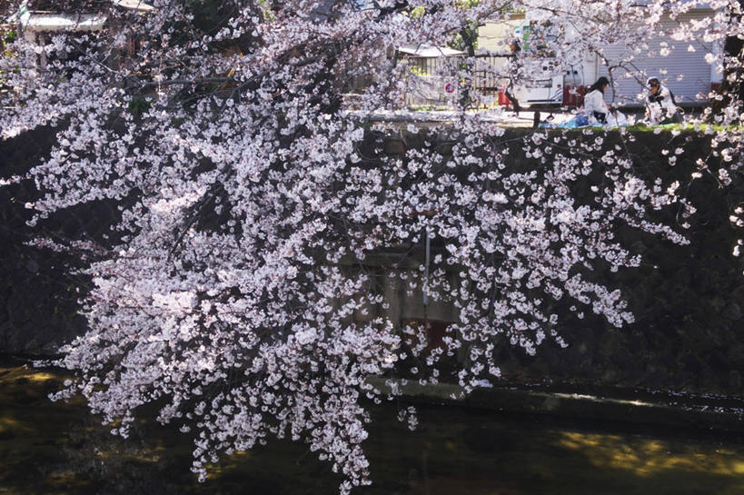 无人,横图,室外,白天,正面,旅游,度假,幸福,纯洁,美景,植物,樱花,日本,亚洲,阴影,盛开,光线,影子,景观,枝条,花蕾,娱乐,花,花瓣,花朵,鲜花,树,树木,树枝,粉色,绿色,阳光,自然,花苞,花蕊,享受,休闲,景色,放松,生长,成长,等待,生命,自然风光,东亚,本州,本州岛,日本国,近畿地方,近畿,兵库,兵库县,仙樱花,福岛樱,青肤樱,高尚,热烈,虬枝,枝杈,荆桃,彩图,西宫市,夙川公园