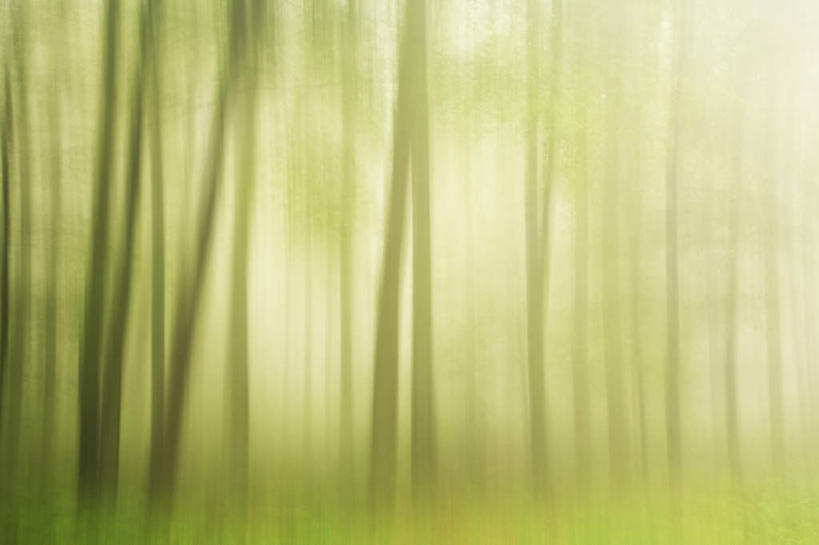 无人,横图,室外,白天,正面,草地,草坪,美景,树林,植物,朦胧,模糊,景观,树桩,草,树,树干,树木,绿色,自然,木桩,景色,生长,成长,自然风光,彩图