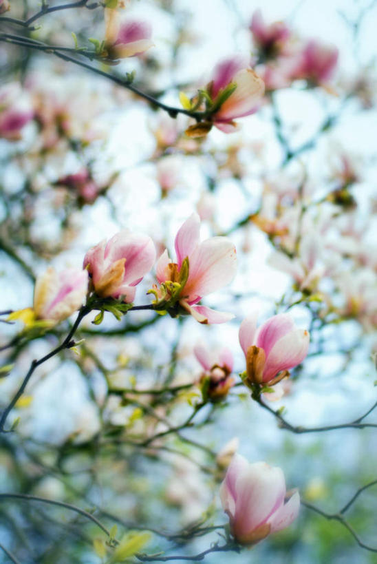 无人,竖图,室外,特写,白天,正面,旅游,度假,美景,植物,玉兰花,欧洲,荷兰,朦胧,模糊,盛开,景观,枝条,首都,花蕾,娱乐,花,花瓣,花朵,鲜花,树,树木,树枝,白色,自然,花苞,花蕊,享受,休闲,景色,放松,卫生,西欧,自然风光,纯真,辛夷,木笔,阿姆斯特丹,木兰花,望春玉兰,洁净,光明,荷兰王国,尼德兰王国,辛夷花,恬静,中间色,朴素,清白,虬枝,枝杈,库肯霍夫花园,玉兰,应春花,望春花,木兰,彩图