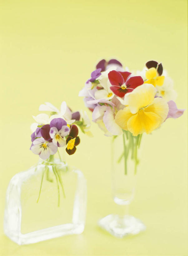 无人,竖图,室内,特写,白天,正面,幸福,智慧,紫罗兰,花瓶,许多,阴影,黄色背景,艺术,装饰,盛开,反射,影子,很多,清凉,花蕾,文化,玻璃制品,花,花瓣,花朵,鲜花,两个,插花,玻璃瓶,瓶子,夏天,花苞,花蕊,摄影,影棚,华丽,修饰,插花艺术,点缀,创造,创作,想象,三色紫罗兰,永恒,衬托,美观,雅致,雅观,质朴,美德,纯爱,草紫罗兰,草桂花,彩图,影棚拍摄,拍摄