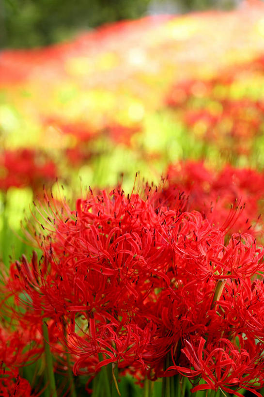 无人,竖图,室外,特写,白天,正面,花海,花圃,美景,植物,叶子,阴影,朦胧,模糊,盛开,光线,影子,景观,彼岸花,曼珠沙华,石蒜,花蕾,花,花瓣,花朵,花卉,鲜花,红色,绿色,阳光,自然,花丛,花束,花田,花苞,花蕊,景色,自然风光,无义草,龙爪花,金灯,赤箭,幽灵花,地狱花,舍子花,彩图,石蒜花,蟑螂花