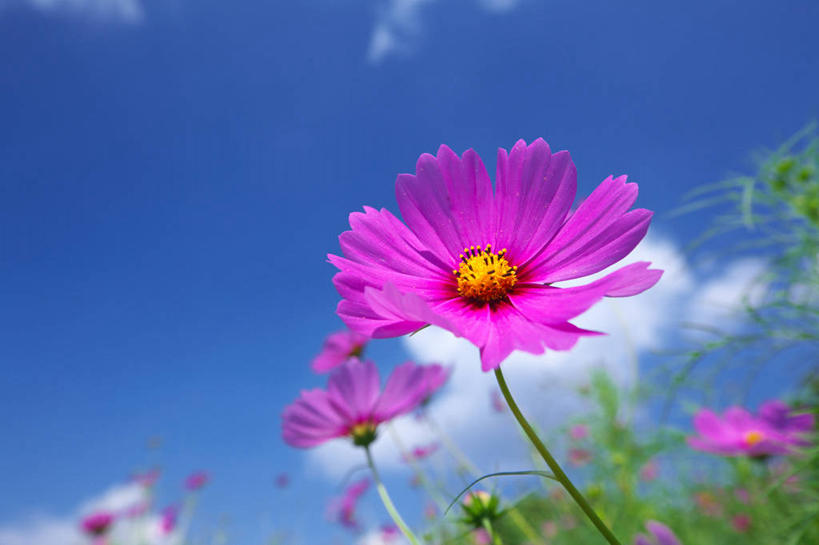 无人,横图,室外,特写,白天,仰视,自由,幸福,花海,花圃,美景,植物,叶子,阴影,朦胧,模糊,盛开,光线,影子,景观,云,云朵,波斯菊,花蕾,云彩,花,花瓣,花朵,花卉,鲜花,粉色,蓝色,绿色,白云,蓝天,天空,阳光,自然,花丛,花束,花田,天,花苞,花蕊,清洁,菊花,景色,大波斯菊,晴朗,吉祥,自然风光,高洁,秋英,格桑花,秋樱,扫帚梅,八瓣梅,初恋,多情,晴空,彩图,低角度拍摄,时光