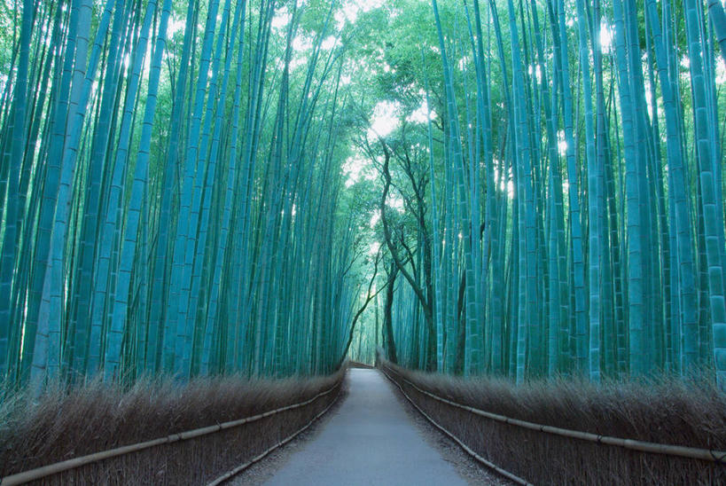 无人,栏杆,横图,室外,白天,正面,旅游,度假,纯洁,美景,道路,路,竹子,日本,亚洲,栅栏,景观,篱笆,竹林,围栏,小路,交通,娱乐,护栏,自然,享受,休闲,景色,放松,高雅,自然风光,东亚,日本国,奉献,质朴,正直,担当,竹,彩图,奋进,操守,四君子,岁寒三友,性坚,虚怀,虚心,善群,卓尔