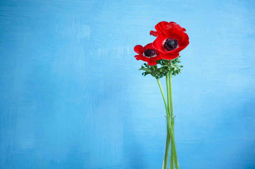 无人,横图,室内,特写,白天,正面,幸福,智慧,紫罗兰,花瓶,阴影,蓝色背景,艺术,装饰,盛开,反射,影子,清凉,花蕾,文化,玻璃制品,花,花瓣,花朵,鲜花,一个,红色,蓝色,插花,玻璃瓶,瓶子,夏天,花苞,花蕊,摄影,影棚,单个,华丽,修饰,插花艺术,点缀,创造,创作,想象,三色紫罗兰,永恒,衬托,美观,雅致,雅观,质朴,美德,纯爱,草紫罗兰,草桂花,彩图,影棚拍摄,拍摄