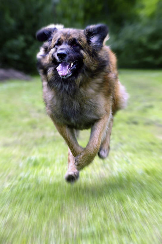 无人,竖图,室外,白天,正面,草地,草坪,植物,宠物,狗,奔驰,阴影,光线,影子,注视,草,树,树木,一只,绿色,阳光,自然,动物,奔跑,观察,看,张嘴,可爱,生长,成长,观看,察看,关注,张大嘴巴,忠诚,张开嘴,犬,彩图,全身