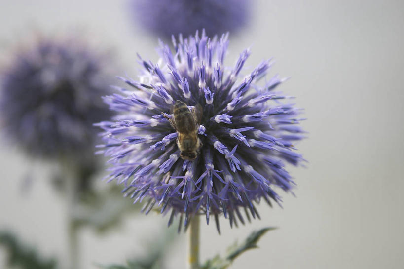 无人,横图,室外,特写,白天,正面,花海,花圃,美景,植物,叶子,阴影,朦胧,模糊,盛开,光线,影子,景观,草药,药草,花蕾,中药,花,花瓣,花朵,花卉,鲜花,绿色,紫色,阳光,自然,花丛,花束,花田,花苞,花蕊,景色,自然风光,药材,中草药,蜜蜂花,中药材,本草,鼻血草,彩图