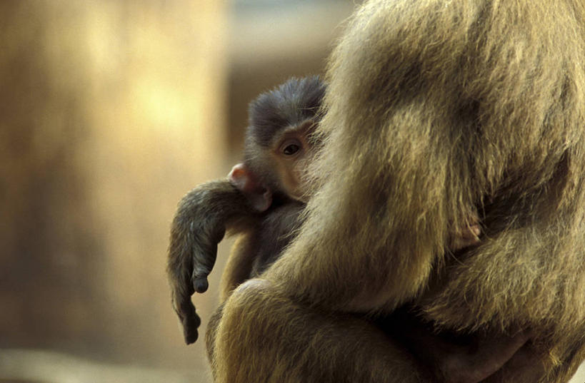 无人,抱,横图,室外,特写,白天,正面,哺乳动物,猴,野生动物,猴子,阴影,朦胧,模糊,光线,影子,注视,阳光,动物,观察,看,两只,可爱,活泼,抱着,观看,察看,搂着,关注,怀抱,搂,搂抱,相抱,拥抱,半身,彩图