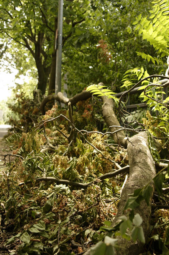 无人,竖图,室外,特写,白天,正面,旅游,度假,美景,森林,树林,植物,叶子,阴影,朦胧,模糊,光线,影子,景观,绿叶,娱乐,树,树木,绿色,阳光,自然,享受,休闲,嫩叶,景色,放松,生长,成长,自然风光,叶,叶片,彩图