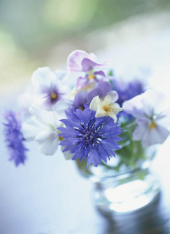 无人,竖图,俯视,室外,特写,白天,幸福,智慧,紫罗兰,花瓶,阴影,朦胧,模糊,艺术,盛开,光线,影子,清凉,花蕾,文化,玻璃制品,花,花瓣,花朵,鲜花,阳光,插花,玻璃瓶,瓶子,夏天,花苞,花蕊,插花艺术,创造,创作,想象,三色紫罗兰,永恒,质朴,美德,纯爱,草紫罗兰,草桂花,彩图,高角度拍摄