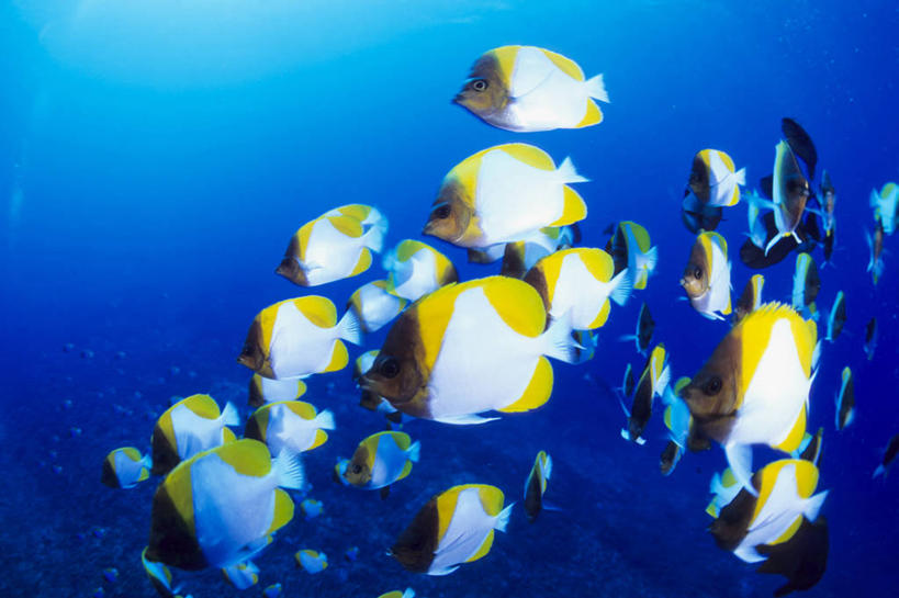 游泳,无人,横图,室外,白天,侧面,旅游,度假,海底,水下,海浪,海洋,美景,热带鱼,一群,许多,鱼,景观,浪花,水底,很多,娱乐,鱼类,海洋生物,自然,海水,享受,休闲,景色,放松,海底世界,自然风光,水生动物,水生物,蝴蝶鱼,海景,海底动物,观赏鱼,泅水,拍浮,大海,风浪,海,海床,海水的波动,近岸浪,涌浪,半身,彩图,霞蝶鱼