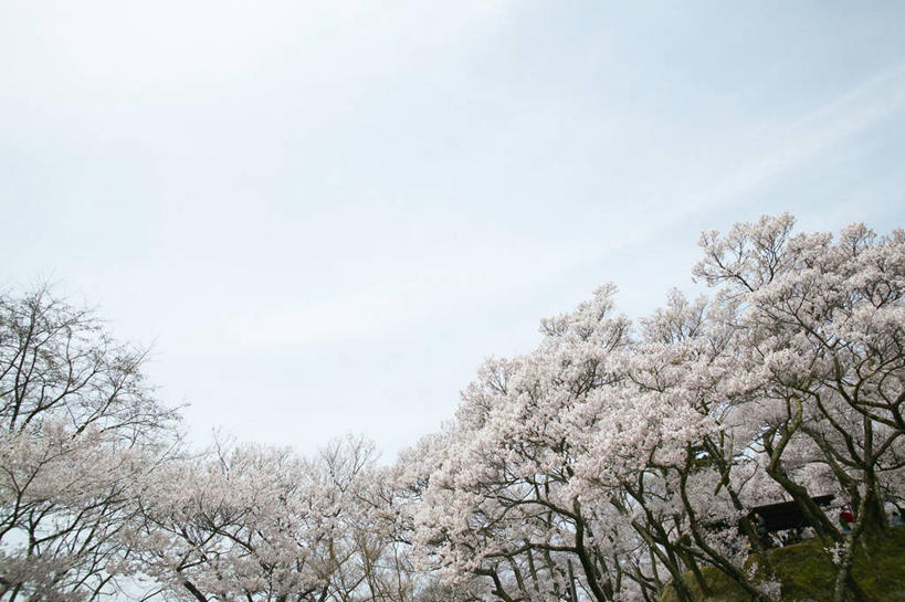无人,横图,室外,白天,仰视,幸福,纯洁,美景,树林,植物,樱花,爱知县,名古屋,日本,亚洲,阴影,盛开,光线,影子,景观,花蕾,花,花瓣,花朵,鲜花,树,树木,蓝色,绿色,蓝天,天空,阳光,自然,天,花苞,花蕊,景色,生长,晴朗,成长,等待,生命,自然风光,东亚,本州,万里无云,本州岛,日本国,中部地方,爱知,仙樱花,福岛樱,青肤樱,高尚,县厅,名古屋市,热烈,晴空,晴空万里,荆桃,彩图,低角度拍摄