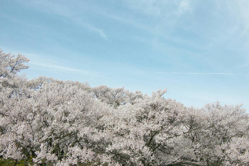 无人,横图,室外,白天,仰视,旅游,度假,幸福,纯洁,美景,树林,植物,樱花,爱知县,名古屋,日本,亚洲,阴影,盛开,光线,影子,景观,云,云朵,花蕾,云彩,娱乐,花,花瓣,花朵,鲜花,树,树木,蓝色,绿色,白云,蓝天,天空,阳光,自然,天,花苞,花蕊,享受,休闲,景色,放松,生长,晴朗,成长,等待,生命,自然风光,东亚,本州,本州岛,日本国,中部地方,爱知,仙樱花,福岛樱,青肤樱,高尚,县厅,名古屋市,热烈,晴空,荆桃,彩图,低角度拍摄