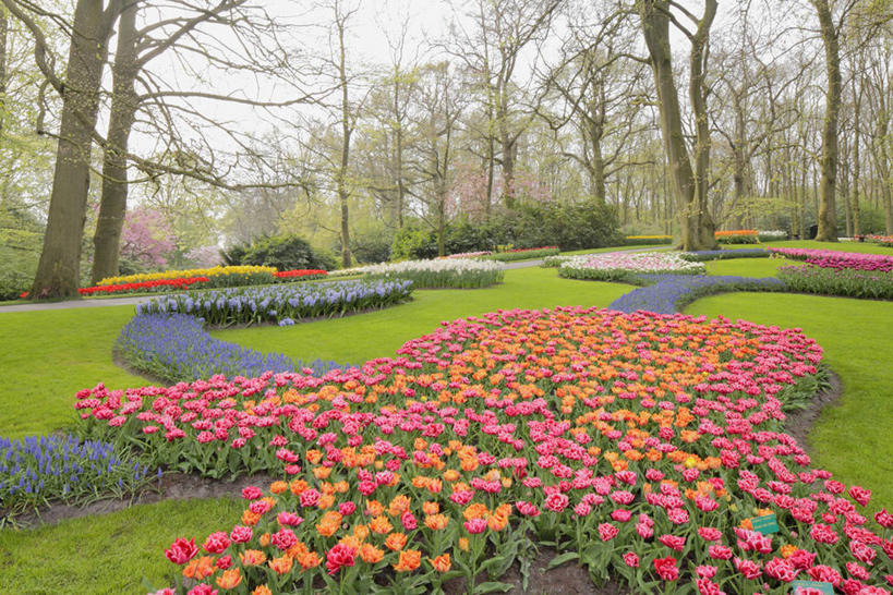 无人,横图,室外,白天,正面,爱情,旅游,度假,草地,草坪,花海,花圃,美景,植物,郁金香,叶子,欧洲,荷兰,盛开,景观,首都,祝福,花蕾,娱乐,草,花,花瓣,花朵,花卉,鲜花,树,树木,绿色,自然,花丛,花束,花田,花苞,花蕊,享受,休闲,景色,放松,生长,成长,表白,西欧,自然风光,荣誉,阿姆斯特丹,永恒,荷兰王国,尼德兰王国,库肯霍夫花园,北荷兰省,郁香,洋荷花,草麝香,彩图