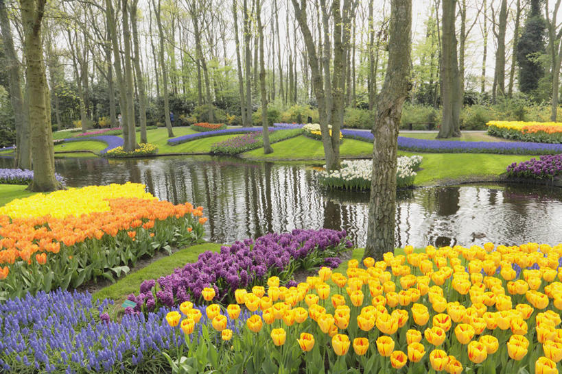 无人,横图,室外,白天,正面,爱情,旅游,度假,草地,草坪,花海,花圃,河流,美景,树林,水,植物,郁金香,叶子,欧洲,荷兰,阴影,盛开,光线,影子,河水,景观,水流,首都,祝福,花蕾,娱乐,草,花,花瓣,花朵,花卉,鲜花,树,树木,绿色,阳光,自然,花丛,花束,花田,花苞,花蕊,享受,休闲,景色,放松,生长,成长,表白,西欧,自然风光,荣誉,阿姆斯特丹,永恒,荷兰王国,尼德兰王国,库肯霍夫花园,北荷兰省,郁香,洋荷花,草麝香,彩图